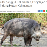 klhk-ragukan-klaim-malaysia-soal-invasi-babi-hutan-ri-ke-malaka