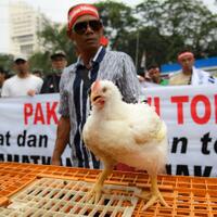 harga-ayam-hidup-anjlok-kerugian-mencapai-rp2-triliun