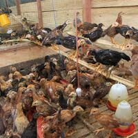 pemerintah-ubah-aturan-impor-ayam