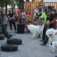 sebelum-pelihara-anjing-ketahui-dulu-karakter-dan-traumanya