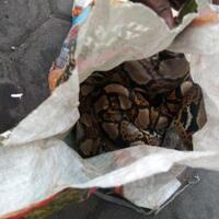 karung-berisi-ular-teror-asrama-mahasiswa-papua-di-surabaya