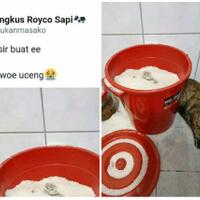 auto-ngakak-dikira-pasir-kucing-ini-buang-air-besar-di-atas-beras