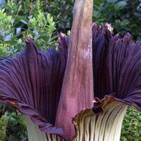 yuk-ke-taman-puspa-langka-bengkulu-bunga-bangkai-lagi-mekar