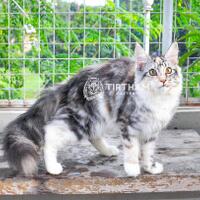 maine-coon-lovers-come-here