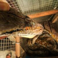 empat-ekor-ular-untuk-asrama-mahasiswa-papua