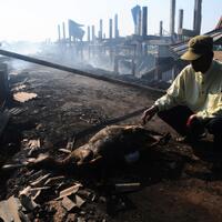 kandang-terbakar-ratusan-kambing-terpanggang-hidup-hidup