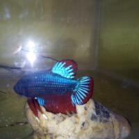 cupang-hias-ask--sharing---part-3