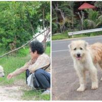 anjing-yang-setia-menunggu-pemiliknya