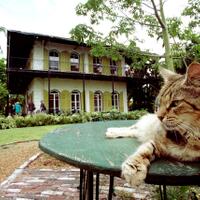 rekomendasi-tempat-wisata-buat-para-pecinta-kucing