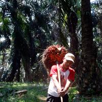 india-sepakat-turunkan-bea-masuk-sawit-indonesia