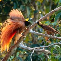 7-jenis-burung-cendrawasih-endemik-indonesia
