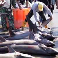 indonesia-peringkat-satu-negara-penangkap-hiu-terbanyak-di-dunia