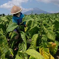 kenaikan-rokok-dinilai-tak-serta-merta-naikkan-penerimaan