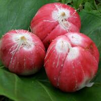 5-salak-unggulan-di-indonesia-yang-mana-favorite-gansist