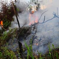 66-tersangka-karhutla-di-kalbar-diproses-hukum