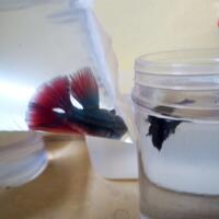 cupang-hias-ask--sharing---part-3