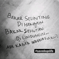 save-dogs-life