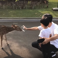jokowi-ngevlog-beri-makan-rusa-di-istana-bogor-bareng-jan-ethes