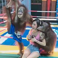 artis-stella-chen-diraba-raba-orang-utan-ketika-berkunjung-ke-kebun-binatang