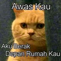 meskipun-masih-polemik-ini-alasan-kenapa-kucing-perlu-disterilkan