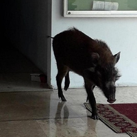 babi-hutan-masuk-masjid-ibu-ibu-pengajian-teriak-dan-istigfar