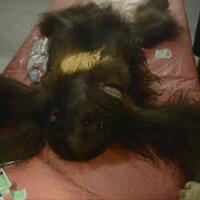 kejam-orangutan-kalimatan-ditembak-130-kali-dan-disabet-parang