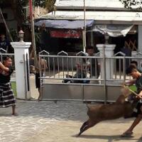 heboh-babi-masuk-masjid-ibu-ibu-teriak-si-babi-mati-ditembak