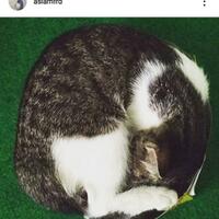 sista-akan-dapat-banyak-manfaat-ini-jika-pelihara-kucing