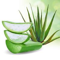 aloe-vera----gagal-kinclong