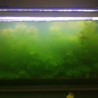 aquascape-for-everyone-learning-and-sharing---part-3