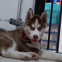 new-siberian-husky-lovers---read-page-1-for-update---part-2