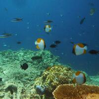 bom-ikan-ancam-terumbu-karang-berau