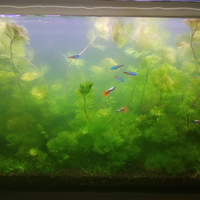 aquascape-for-everyone-learning-and-sharing---part-3