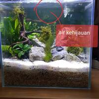 aquascape-for-everyone-learning-and-sharing---part-3