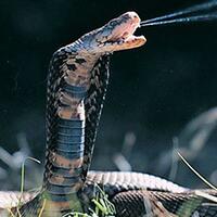 10-ular-terganas-dan-mematikan-di-indonesia