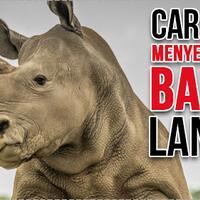agar-tak-punah-para-ahli-harus-melakukan-ini-terhadap-si-badak-langka