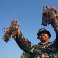 tikus-serang-sawah-seluas-gbk-coba-panggil-tentara