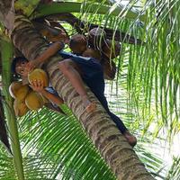 jangan-sembarangan-memetik-kelapa-di-miangas-harus-tahu-peraturan-ini-atau