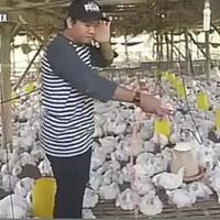 konser-di-hadapan-ayam-salah-satu-bukti-betapa-nyelenehnya-kelakuan-warga-62