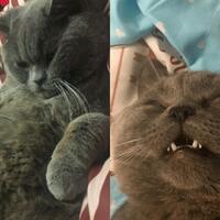 kucing-jantan-nyaris-mati-kencani-5-betina-semalam-di-pet-hotel