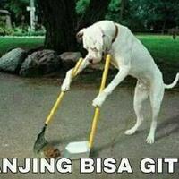 7-jenis-anjing-paling-langka-di-dunia