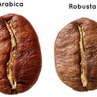 bingung-bedain-kopi-arabica-dan-robusta-berikut-beberapa-perbedaannya