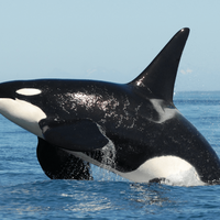 orca-bukan-keluarga-ikan-paus