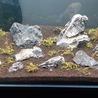 aquascape-for-everyone-learning-and-sharing---part-3