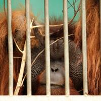 sepat-orang-utan-yang-tertembak-peluru-70-buah-dirawat-intensif