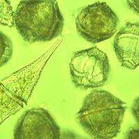 mengenal-fenomena-alam-habs-harmful-algae-blooms-yang-sangat-beracun-dan-mematikan