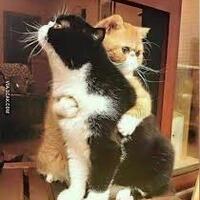 kocak-kucing-berani-dengan-beruang-takut-dengan-tikus-tomjerry-real-life