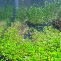 aquascape-for-everyone-learning-and-sharing---part-3