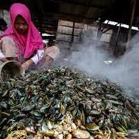 tercemar-logam-berat-kerang-hijau-di-teluk-jakarta-tak-layak-konsumsi