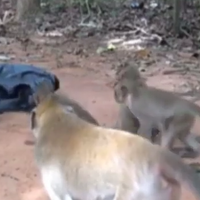 viral-video-monyet-kepo-dengan-plastik-hitam-gerak-gerak-lihat-apa-isinya-kaget-gan